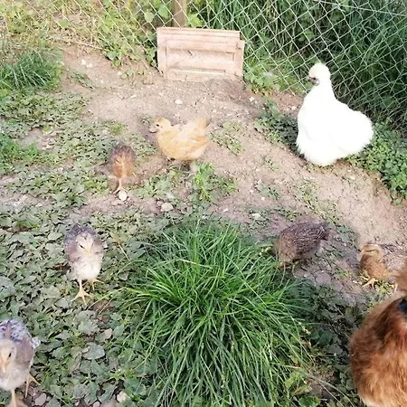 Ferien Im Paradies Apartamento Brienzwiler