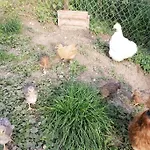 Ferien Im Paradies アパート Brienzwiler