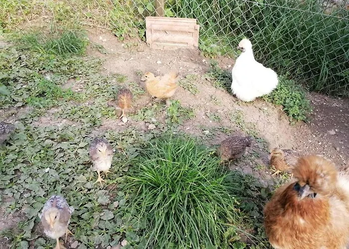 Ferien Im Paradies Lejlighed Brienzwiler